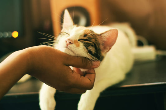 What Do Cats Have to Do with Long COVID? Apparently, Everything